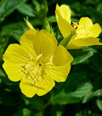 Pupalka dvouletá - Oenothera biennis - prodej semen - 150 ks