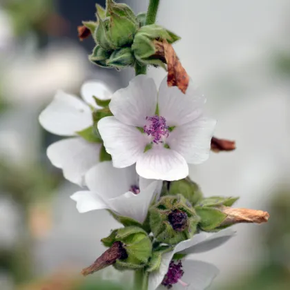 Proskurník lékařský - Althaea officinalis - prodej semen - 18 ks