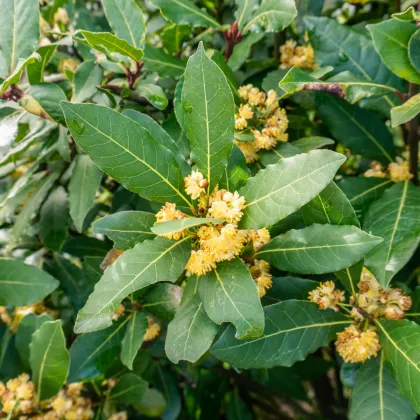 Vavřín vznešený - Laurus nobilis - prodej semen - 5 ks