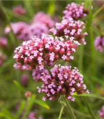 Sporýš lékařský - Verbena officinalis - prodej semen - 200 ks