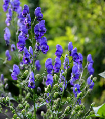 Oměj horský - Aconitum napellus - prodej semen - 8 ks