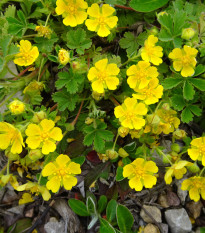 Mochna nátržník - Potentilla erecta - prodej semen - 8 ks