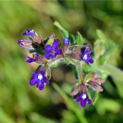 Pilát lékařský - Anchusa officinalis - prodej semen - 10 ks