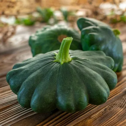 Patizon Green Saucer F1 - Cucurbita pepo - prodej semen - 5 ks