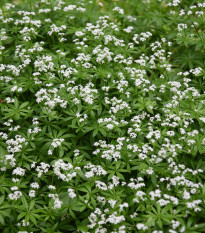 Mařinka vonná - Asperula odorata - prodej semen - 6 ks