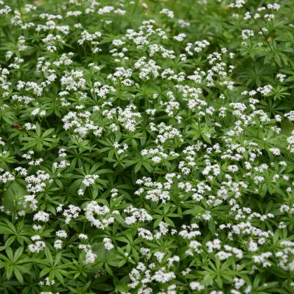 Mařinka vonná - Asperula odorata - prodej semen - 6 ks