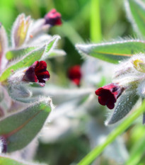 Užanka lékařská - Cynoglossum officinal - prodej semen - 10 ks