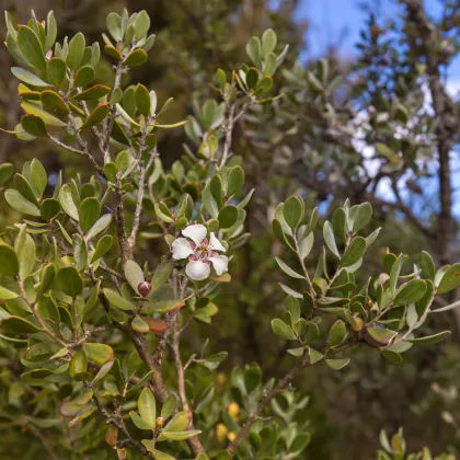 Woolly Tea Tree - Leptospermum lanigerum - prodej semen - 20 ks