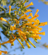 Tabák glauca - Nicotiana glauca - prodej semen - 20 ks