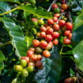 Kávovník arabský - Coffea arabica - prodej semen - 5 ks