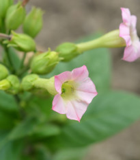 Tabák virginský - Nicotiana tabacum - prodej semen - 150 ks