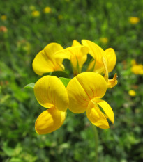 Štírovník růžkatý - Lotus corniculatus - prodej semen - 100 ks