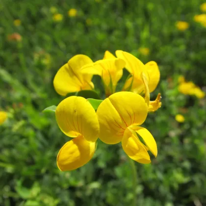 Štírovník růžkatý - Lotus corniculatus - prodej semen - 100 ks