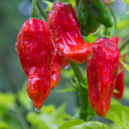 Chilli Bhut Jolokia - Capsicum chinense - prodej semen - 5 ks