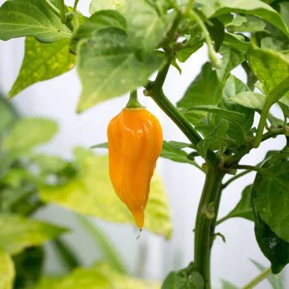 Chilli Bhut Jolokia žluté - Capsicum chinense - prodej semen - 5 ks