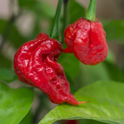 Chilli Carolina Reaper - Capsicum chinense - prodej semen - 5 ks