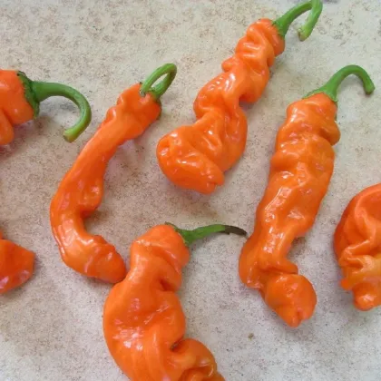 Chilli Peter Orange - Capsicum chinense - prodej semen - 5 ks