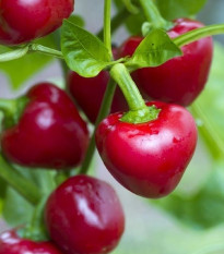 Chilli Cherry Bomb - Capsicum annuum - prodej semen - 6 ks