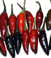 Chilli Krishna Jolokia - Capsicum annuum - prodej semen - 7 ks