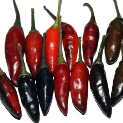 Chilli Krishna Jolokia - Capsicum annuum - prodej semen - 7 ks