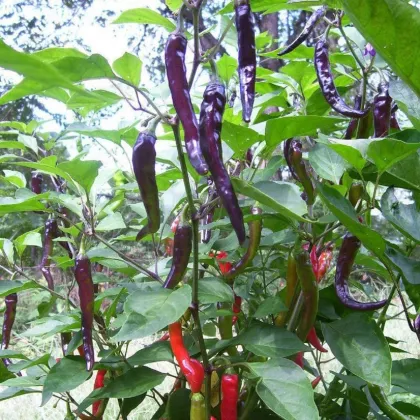 Chilli Kajenský pepř purple - Capsicum annuum - prodej semen - 8 ks