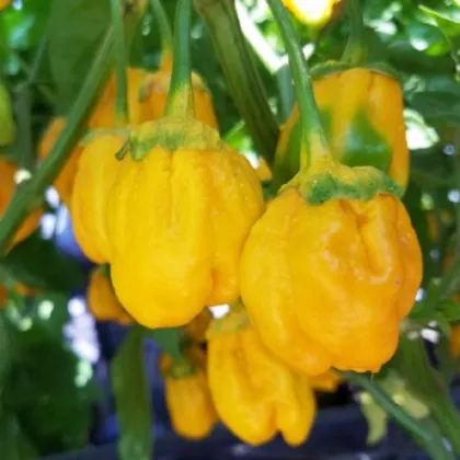 Chilli 7 Pot Bubblegum Yellow - Capsicum chinense - prodej semen - 7 ks