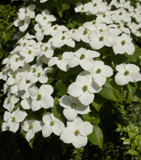 Dřín japonský - Cornus kousa - prodej semen - 4 ks