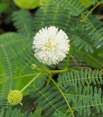 Divoká mimóza - Leucaena leucocephala - prodej semen - 7 ks