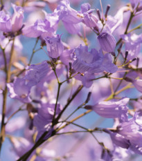 Žakaranda mimózolistá - Jacaranda mimosifolia - prodej semen - 6 ks