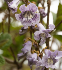 Paulovnie catalpifolia - Paulownia - prodej semen - 15 ks