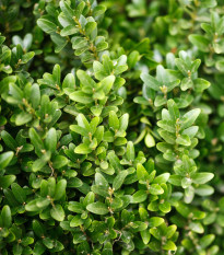 Buxus Zimostráž - Buxus sempervirens - prodej semen - 10 ks