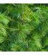 Borovice Roxburghova - Pinus roxburhii - prodej semen - 5 ks