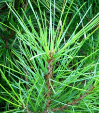 Borovice gerardiana - Pinus gerardiana - prodej semen - 5 ks