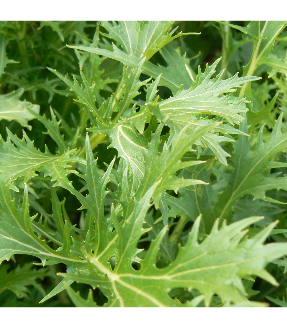 Mizuna - Brassica campestris japonica - prodej semen - 50 ks