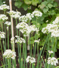 Pažitka česneková - Allium Tuberosum - prodej semen - 200 ks