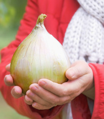 Cibule obrovská Kelsae - Allium cepa - prodej semen - 100 ks