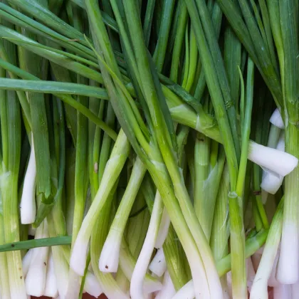 Cibule sečka Welsh bílá - Allium fistulosum - prodej semen - 400 ks