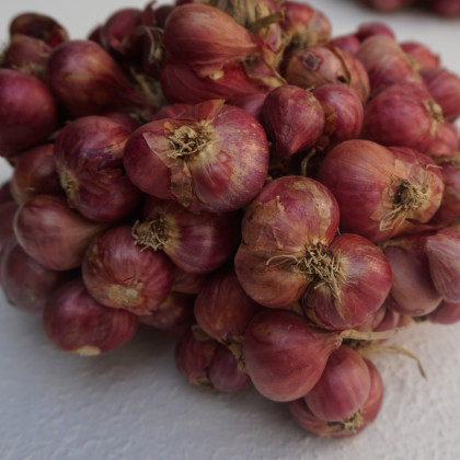 Cibule Zebrune - Allium cepa var aggregatum - prodej semen - 70 ks