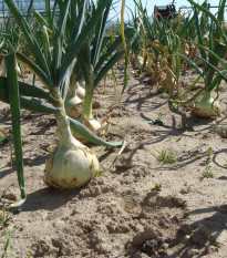 Cibule jarní salátová Globo - Allium cepa - prodej semen - 180 ks