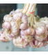 Sadbový Česnek Germidour - Allium sativum - nepaličák - prodej cibulí česneku - 1 balení