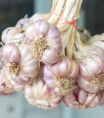 Sadbový Česnek Germidour - Allium sativum - nepaličák - prodej cibulí česneku - 1 balení