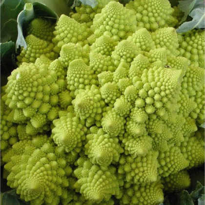 Brokolice Romanesco - Brassica oleracea L. - prodej semen - 250 ks
