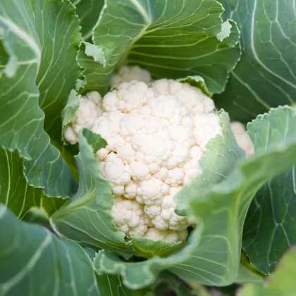 Květák raný Erfurter Zwerg - Brassica oleracea - prodej semen - 120 ks