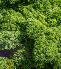 Kadeřávek Lerchenzungen - Brassica oleracea - prodej semen - 150 ks