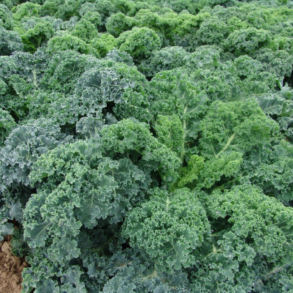 Kadeřávek Kapral - Brassica oleracea - prodej semen - 300 ks
