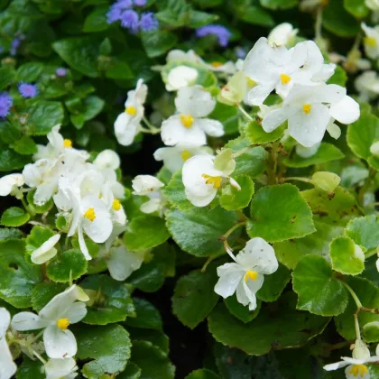 Begonie Super Olympia bílá F1 - Begonia semperflorens - prodej semen - 12 ks