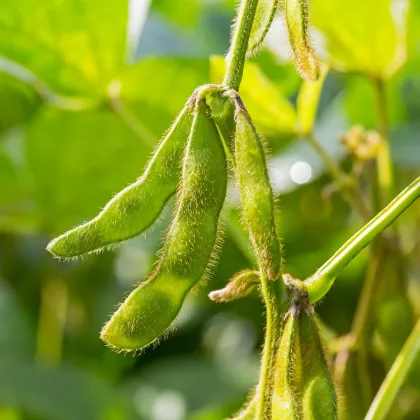 Sója Dame Hanae - Glycine max - prodej semen - 20 ks