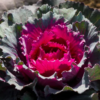 Okrasné zelí Nagoya červené F1 - Brassica oleracea - prodej semen - 20 ks