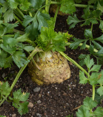 BIO Celer bulvový Mars - Apium graveolens - prodej bio semen - 20 ks