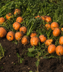 Mrkev kulatá k rychlení Pariser Markt - Daucus carota - prodej semen - 500 ks